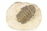 Detailed Crotalocephalina Trilobite - Atchana, Morocco #273870-1